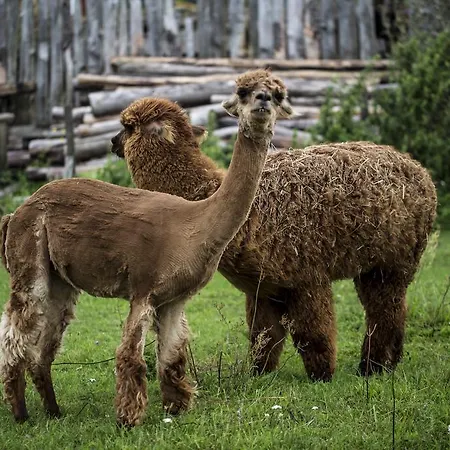 Gospodarstwo agroturystyczne Azuria Pisz